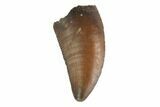 Serrated, Raptor Tooth - Real Dinosaur Tooth #144616-1
